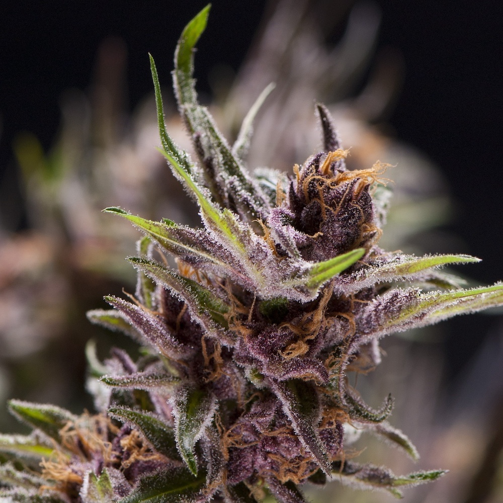 Black Cherry Punch bud with purple tones and a dense layer of trichomes.